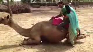 Funny | animals | Tamil Whatsapp Status Videos | KunduBulb